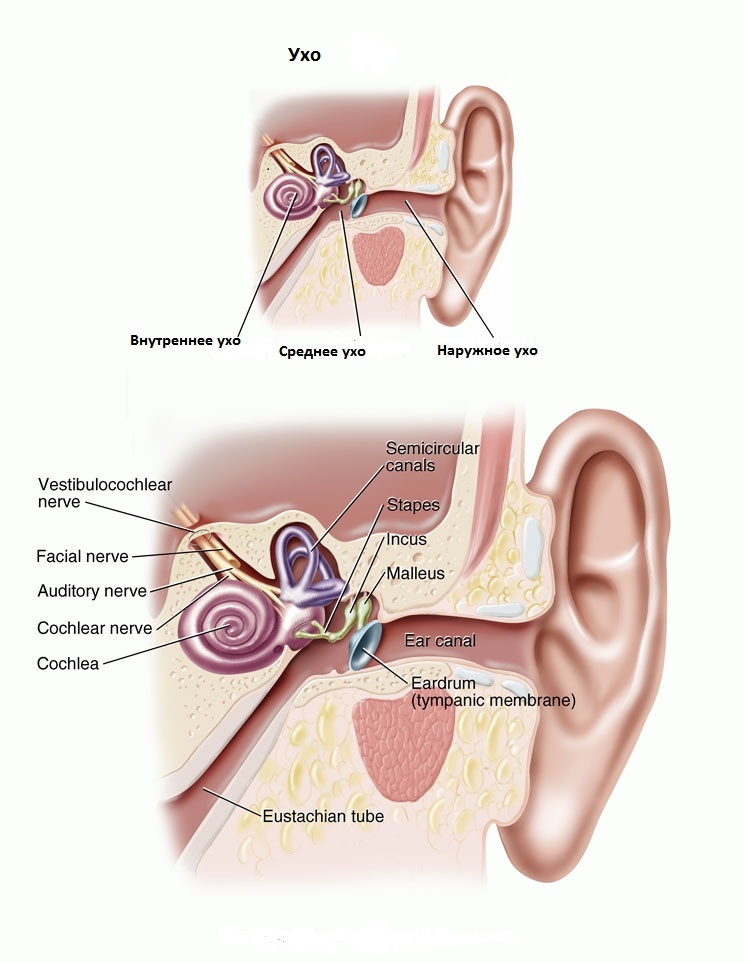 Что происходит в ухе при головокружении thumbnail