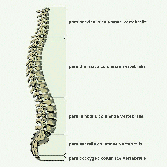 Позвоночника с3 с6. Шейный отдел pars. Pars cervicalis columnae vertebralis. Позвоночник д4. Pars vertebralis легкого.