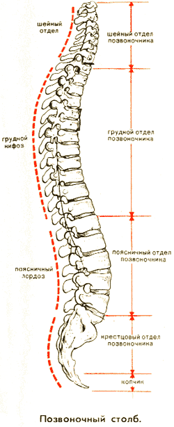 Позвоночник Где Находится У Человека Фото