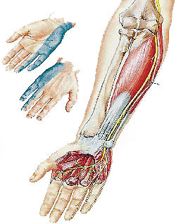 Причины онемения правой ноги и правой руки: диагностика и лечение | Научное объяснение
