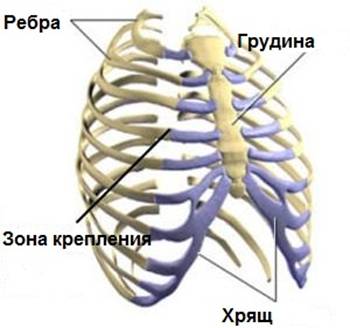 Боль под лопаткой