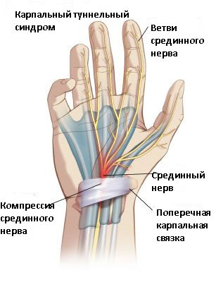 Где Находится Запястье У Человека Фото